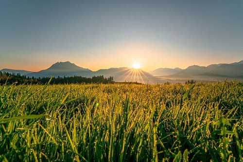 Bloemrijk uitzicht op de Grünten bij zonsopgang