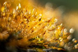 Mos in tegenlicht van JanfolkerT Muizelaar