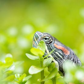 Versteckte Schildkröte von Bas Alstadt Fotografie