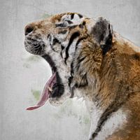 Tijger