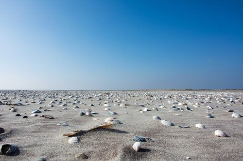 Schelpen op het strand