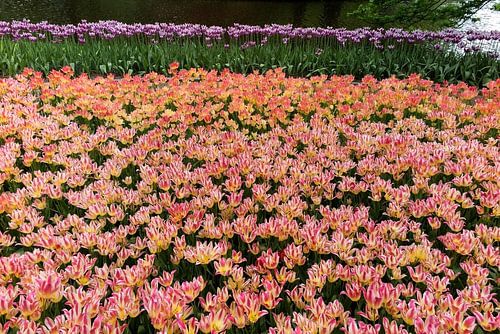 Keukenhof