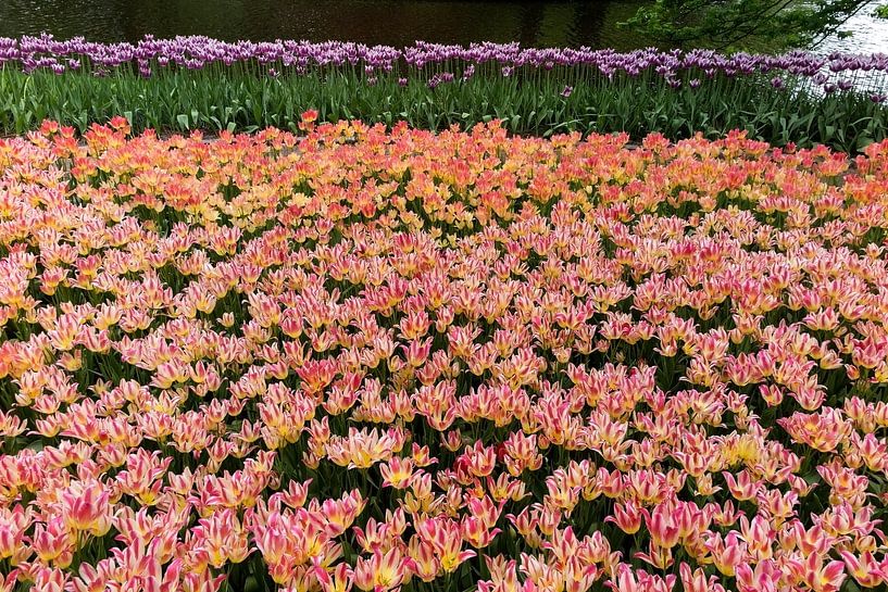 Keukenhof par Ab Wubben