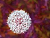 Reddish Fluff (Lice bulb Dandelion in Red) by Caroline Lichthart thumbnail