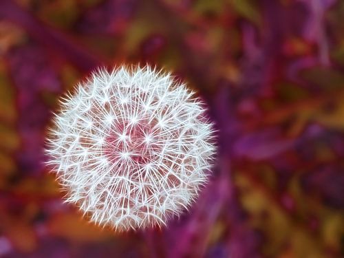 Reddish Fluff (Lice bulb Dandelion in Red)