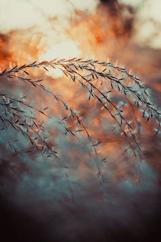 Abendsonne von Margriet Hulsker