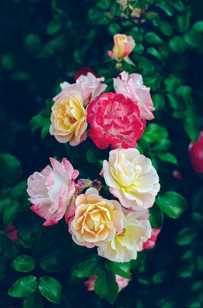 Roses Éclatantes aux Couleurs Sublimes - Cadre Photo Nature par Carolina Reina Photography