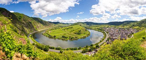 Die Moselschleife bei Bremm umgarnt von Weinbergen im Sommer
