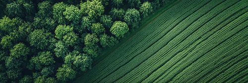 Minimalistisch panorama van bosrand en akker panorama