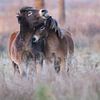 Exmoor Love van Karin van Rooijen Fotografie