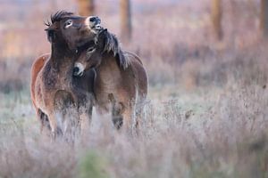 Exmoor Love