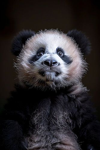 Portret van een Nieuwsgierige Panda
