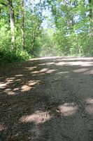 Staubiger Waldweg