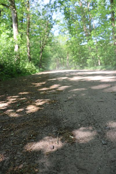 Dusty forest road by Monica de Roo-Peeters