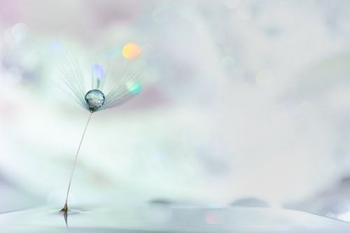 Dandelion fluff with water drop