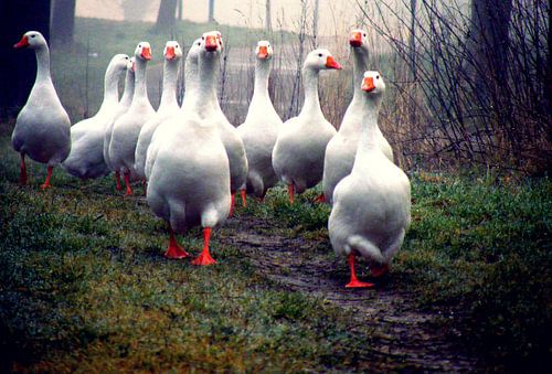 De Grazende Ganzenpartij