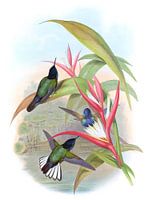 Jardine’s Panoplites, John Gould