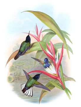Jardine's Panoplites, John Gould van Hummingbirds