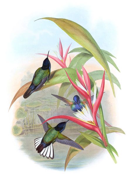 Jardines Panopliten, John Gould von Hummingbirds