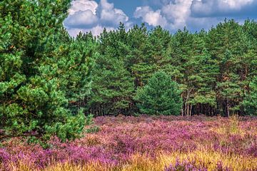 Paarse heide, groene dennen en een blauwe lucht in de Weerterheide