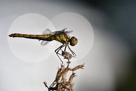 Libelle im Kreis gefangen von A. Bles