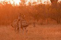 Zebras bij zonsondergang van Lotje Hondius thumbnail