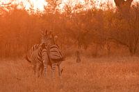 Zebras bij zonsondergang