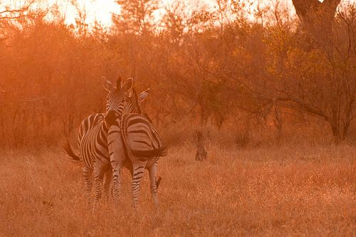 Zebras bij zonsondergang