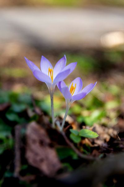 The Crocus by Fotos by Angelique