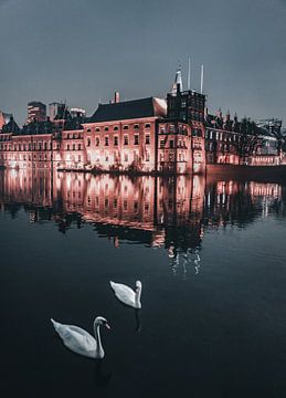 The hague reflection swans by vedar cvetanovic