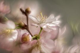 Pink blossom by Mariëro Fotografie