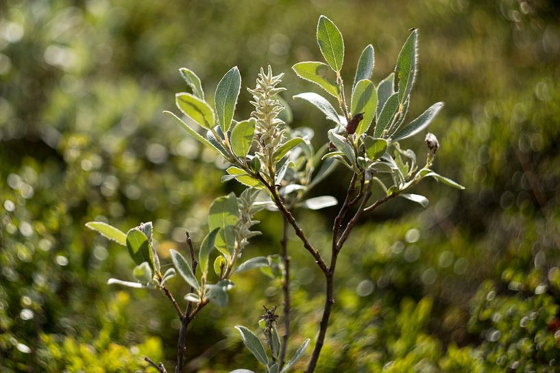 Wilde botanische Blumen und Pflanzen von Karijn | Fine art Natuur en Reis Fotografie
