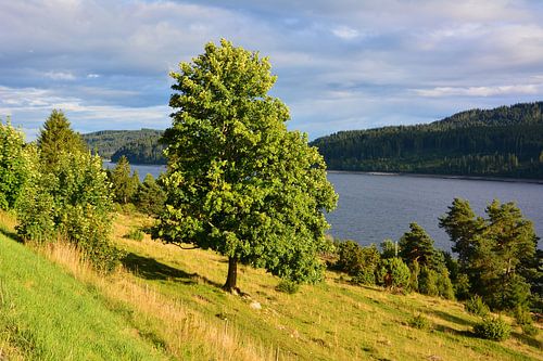 A Summer Evening on Lake Schluchsee by Gisela Scheffbuch