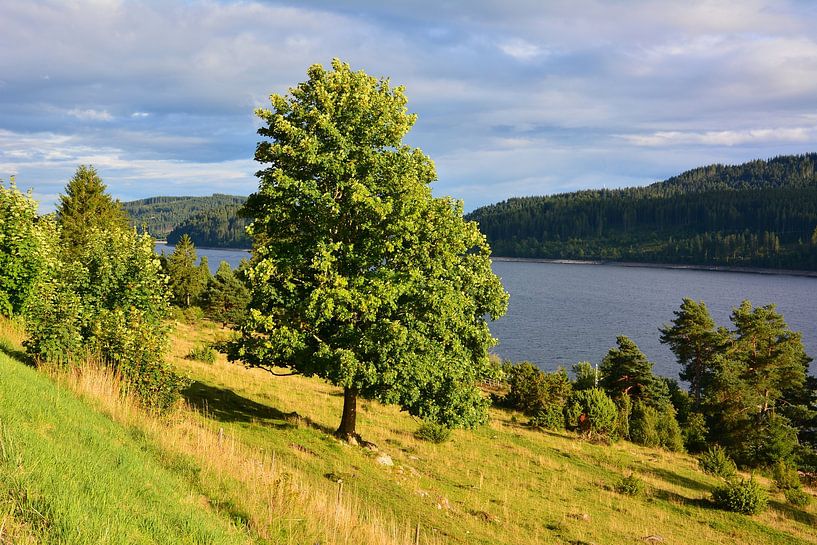 Ein Sommerabend am Schluchsee von Gisela Scheffbuch