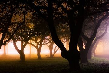 Misty trees van Joost Lagerweij