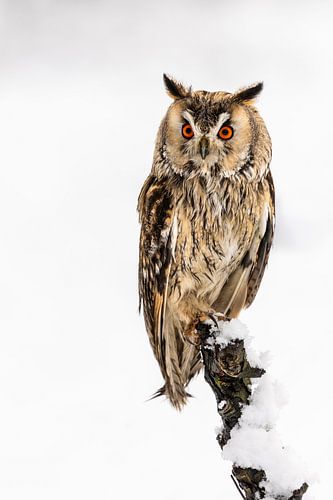 Hibou moyen-duc