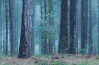coolness in the forest by Ria Bloemendaal thumbnail