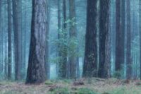 coolness in the forest