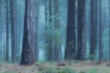 koelte in het bos van Ria Bloemendaal