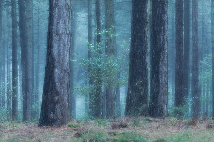 coolness in the forest by Ria Bloemendaal