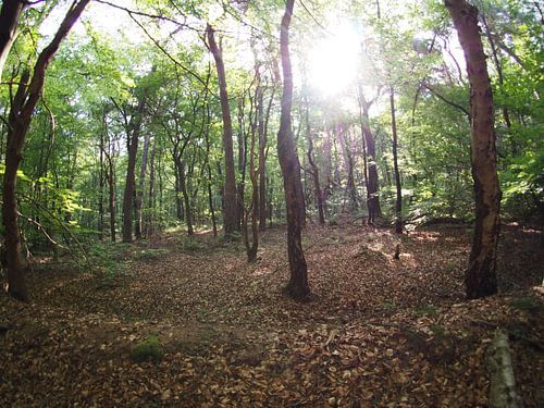 Rising sun in the forest 2