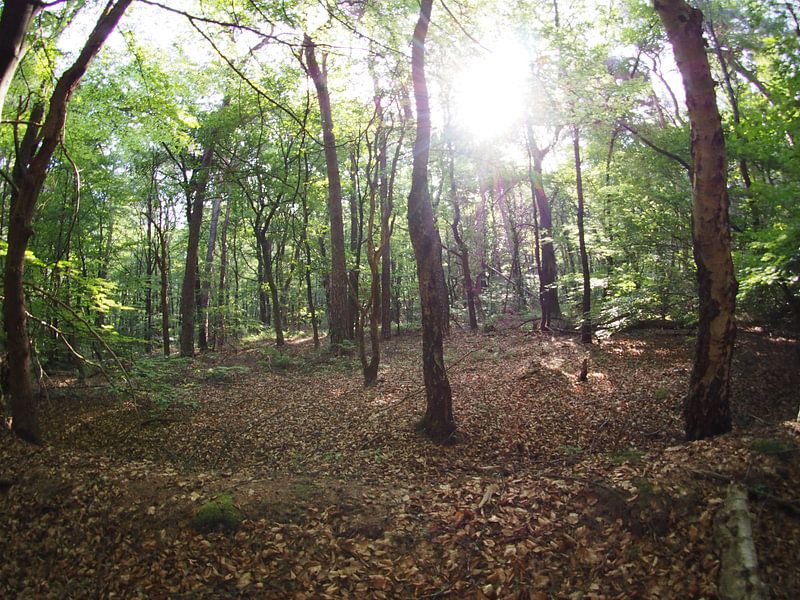 Rising sun in the forest 2 by Huib van Wees