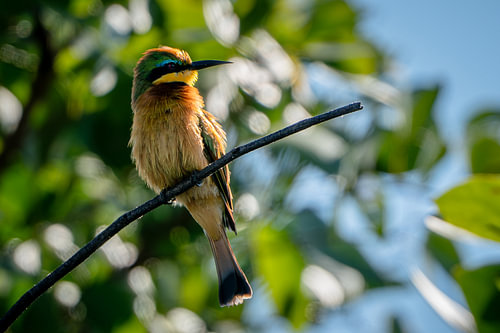 Little Bee-Eater Perched on Branch in Sunlight