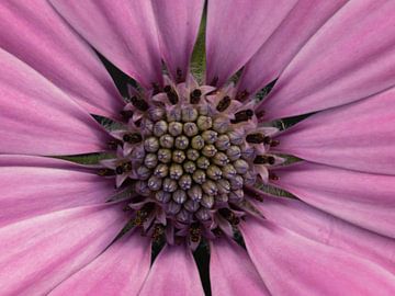 Gerbra von Ragonda Mol