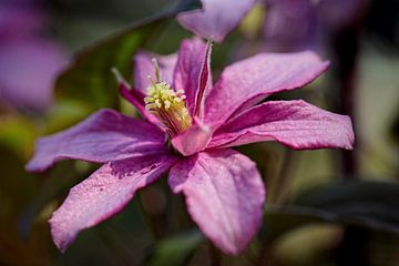 Clematis by Rob Boon