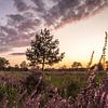 Bloeiende Heide in Noord-Brabant (Nederland) van Hans Moerkens