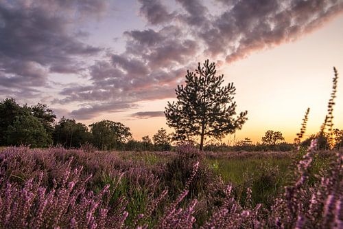Bloeiende Heide in Noord-Brabant (Nederland) van Hans Moerkens
