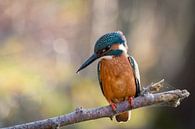 Ijsvogel van Rudie Knol thumbnail