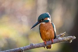 Kingfisher by Rudie Knol