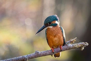 Kingfisher by Rudie Knol